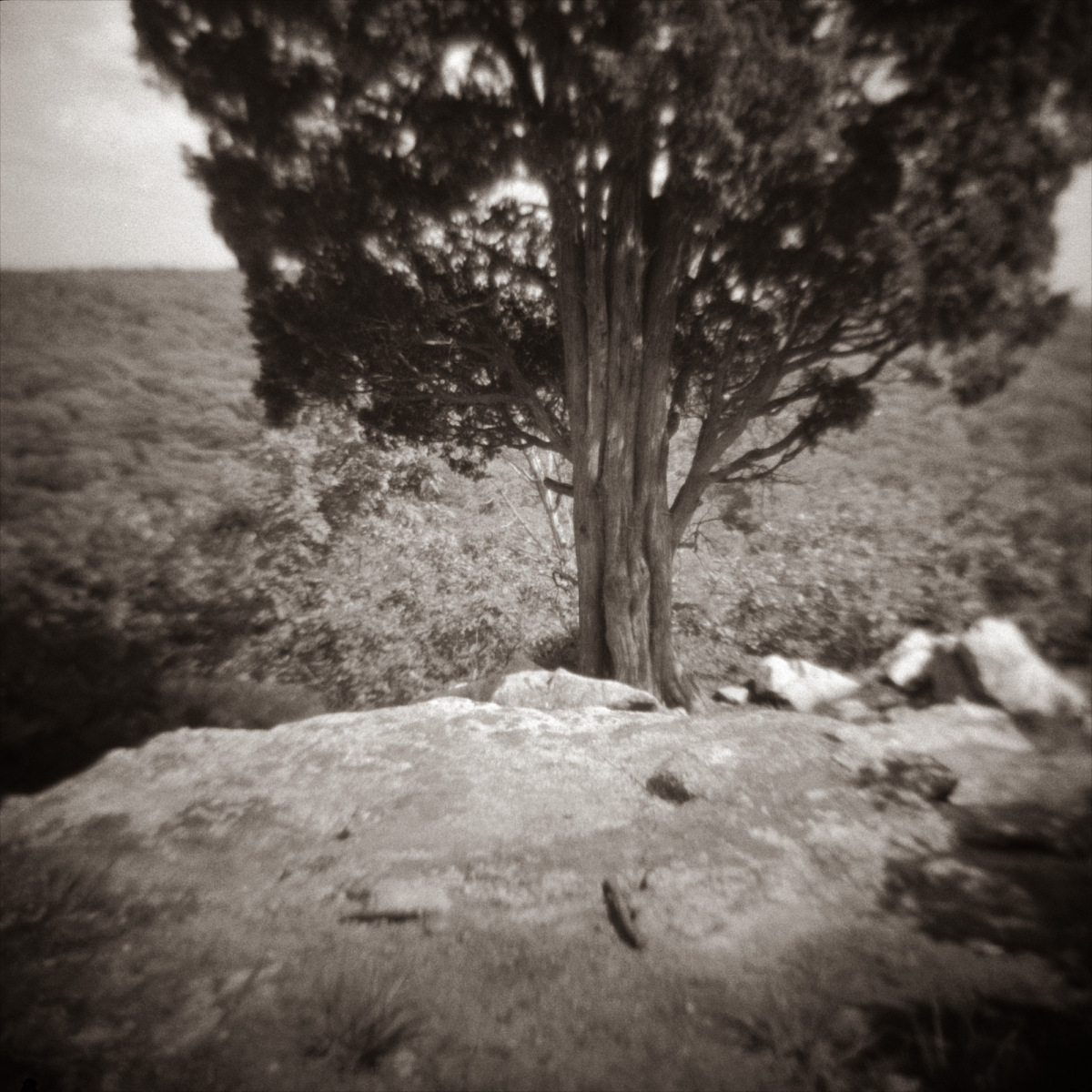 banner-tree-and-rocks-profiled-awagami